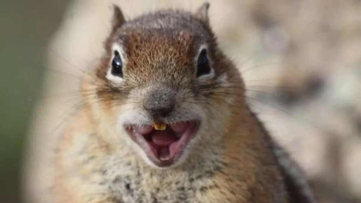 Гризун залишив американську родину без даху над головою: що накоїла білка з Флориди – деталі інциденту