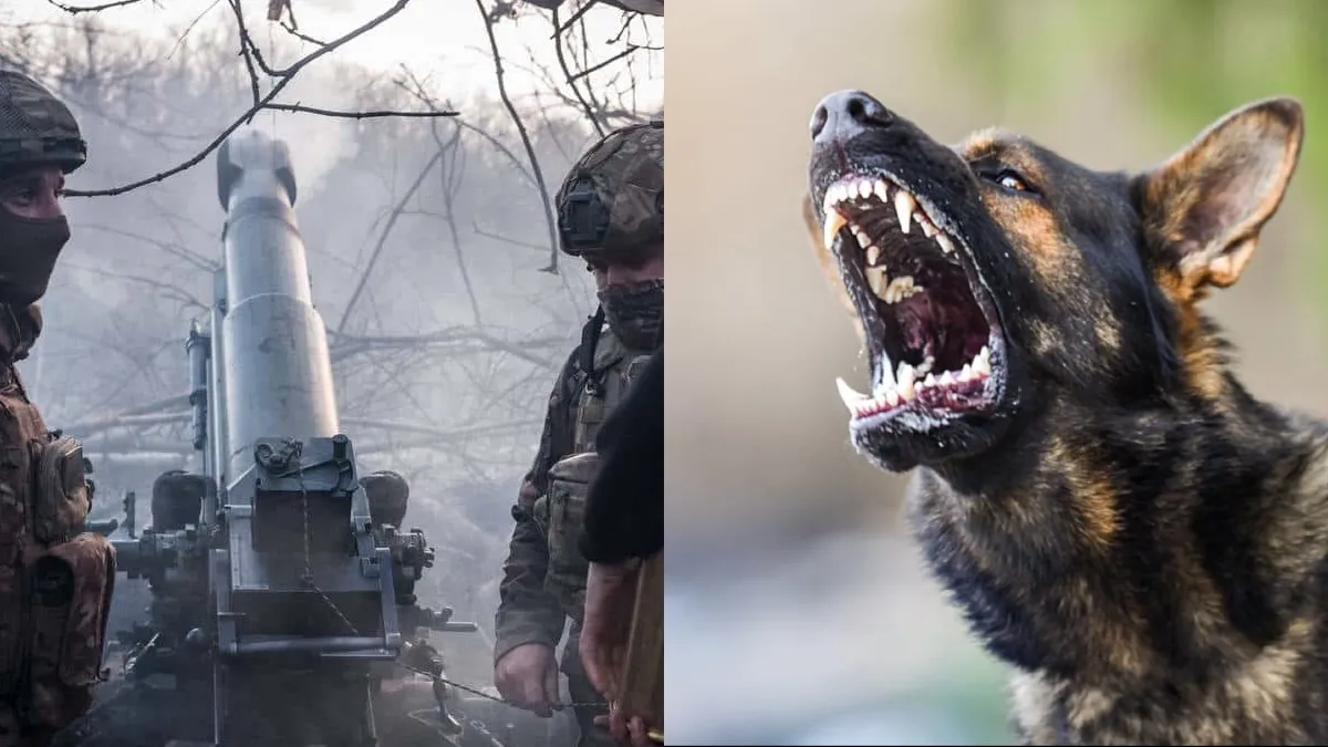 У собак на прифронтових територіях України виявили ефект «зворотньої еволюції»: шокуюче дослідження вчених