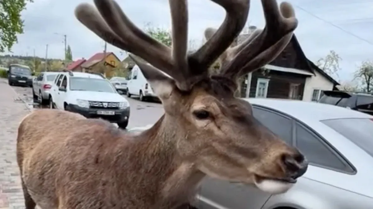 Автомобіль збив відомого оленя Бориса на Рівненщині: тварина перебуває у вкрай тяжкому стані