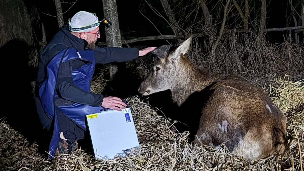 «Олень Борис залишився на місці»: скандальне рішення щодо збитої автомобілем тварини обурило активістів