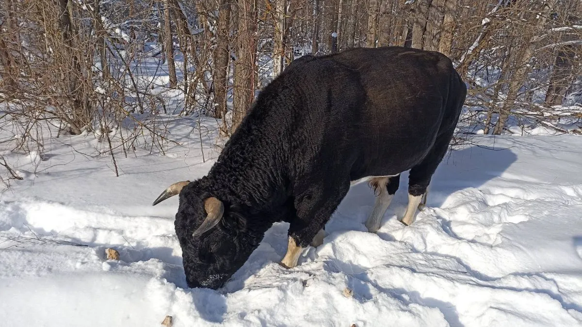 У Чорнобилі не пережив зиму Трамп: як почувається решта поголів'я диких биків Зони відчуження