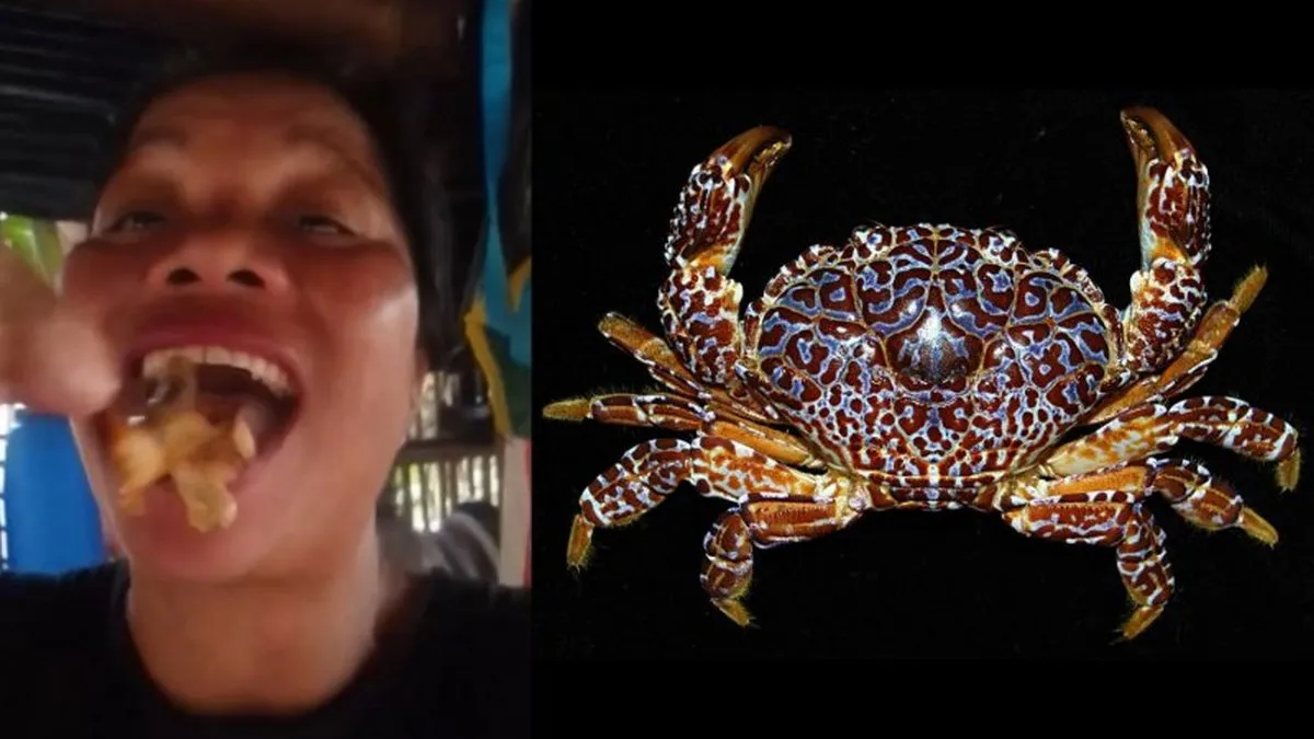 Хотіла вразити і померла: блогерка з'їла отруйних «диявольських крабів» на Філіппінах – як вони виглядають
