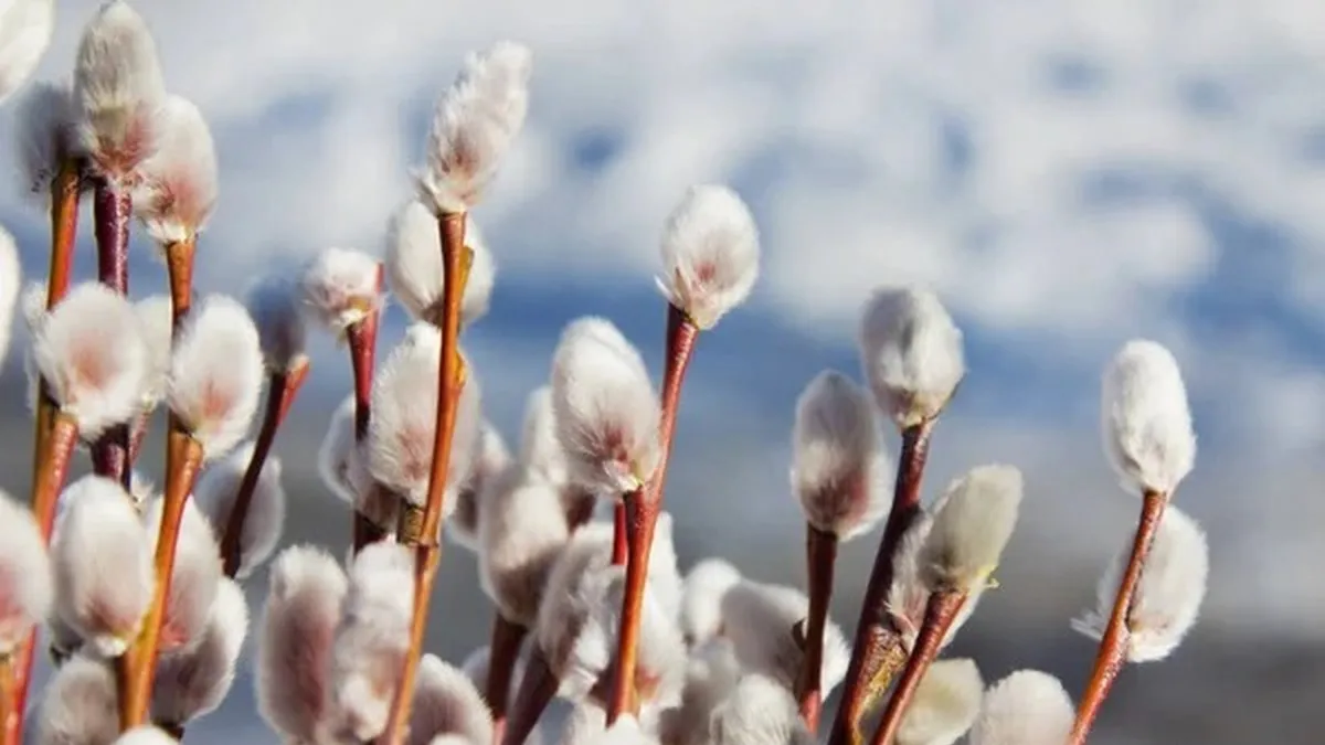 Весна повертається: синоптики назвали дату, коли в Україні потеплішає до +20 градусів