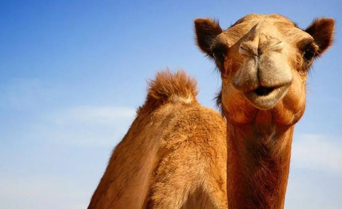 Вживлювали силікон та ботокс: ін'єкції краси спричинили гучний скандал в Омані – «кололи» не дівчат, а тварин