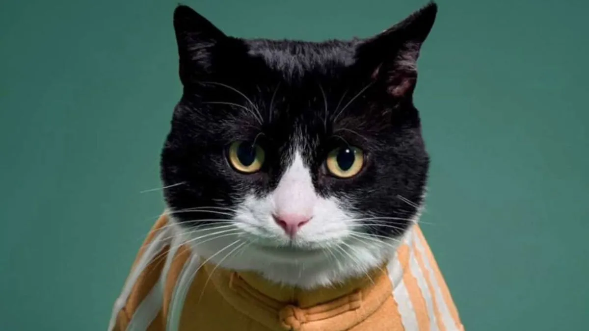 Який господар, такий і улюбленець: Adidas випустить лінійку товарів для домашніх тварин, ідентичних людським