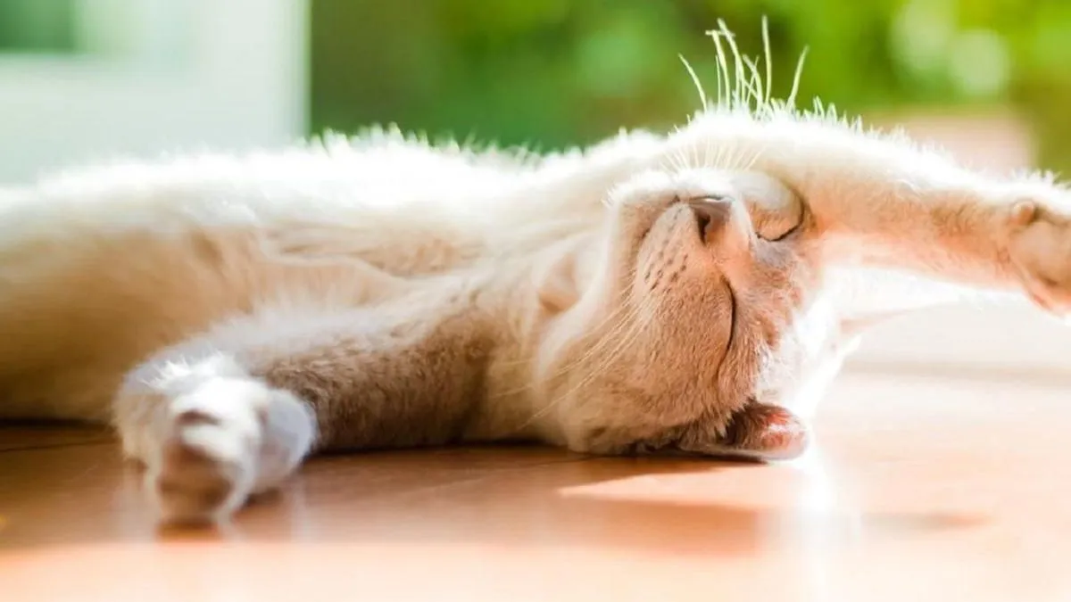 Яка погода завтра, 3 квітня: в Україні збережеться тепло, але дощитиме – місцями навіть з грозами