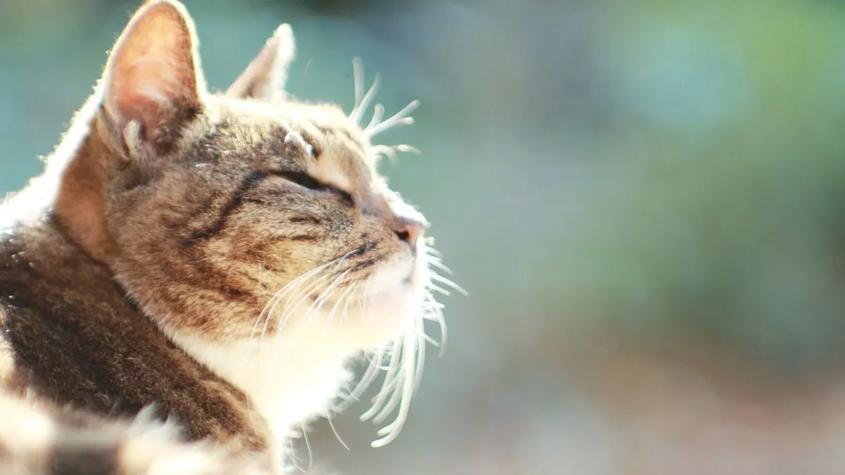 Яка погода завтра, 5 квітня: на всій території України очікується комфортна й тепла весняна погода, без опадів