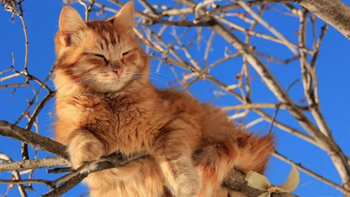 Яка погода завтра, 7 березня: в Україні продовжується плавне весняне потепління – буде суха погода, без опадів