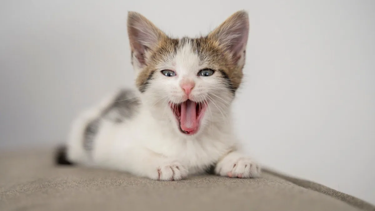 У США кішка повернулась до господарів після 14-місячного «загулу»: як вдалося ідентифікувати чотирилапу