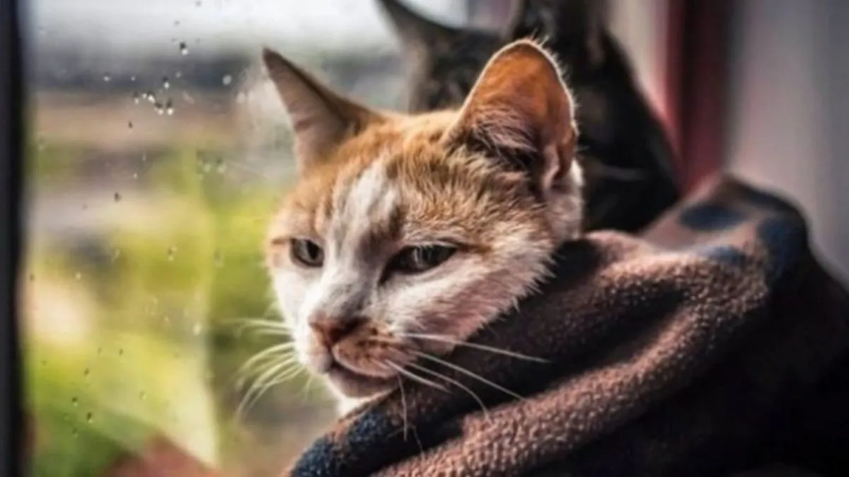 Ховати теплі речі зарано – в Україну суне циклон: у яких регіонах дощитиме, а де можливий навіть й сніг