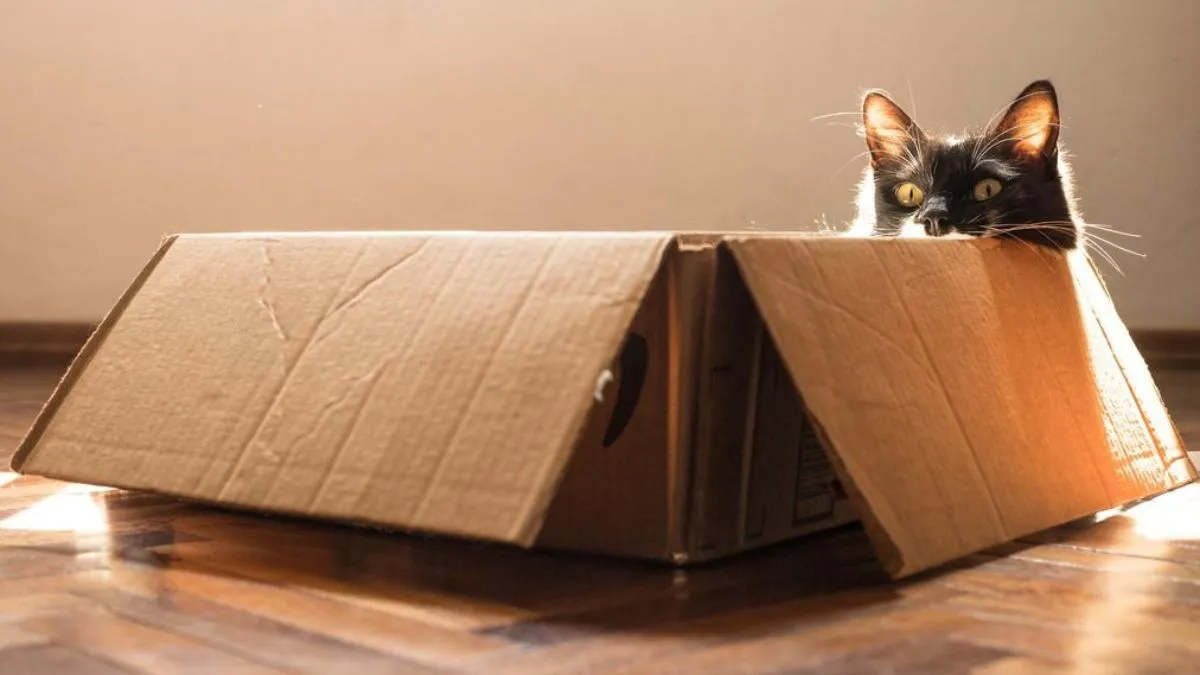 У Німеччині кішка ледь не поплатилася життям через свою любов до коробок: що сталося з вусатою