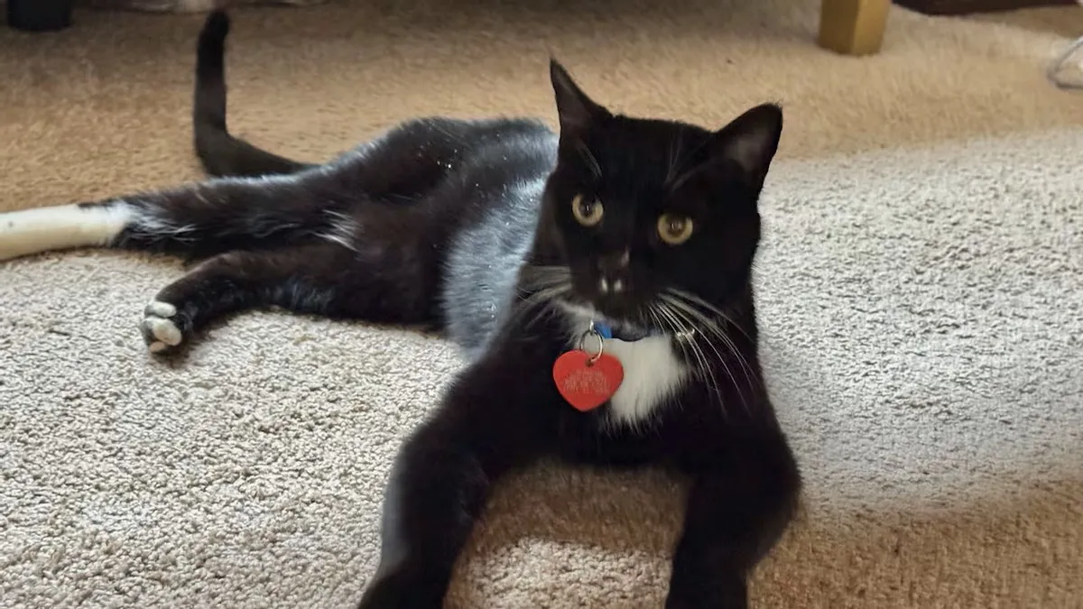 Його вже оплакували, але він живий: кіт із США з’явився через 5 місяців після зникнення в горах