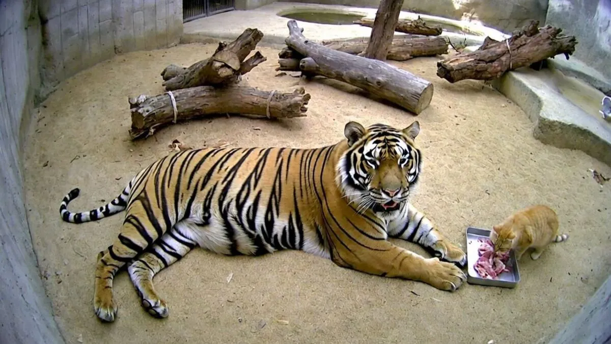 В одному з мексиканських зоопарків орудує крадій, який ласує їжею бенгальського тигра: хто не боїться хижака