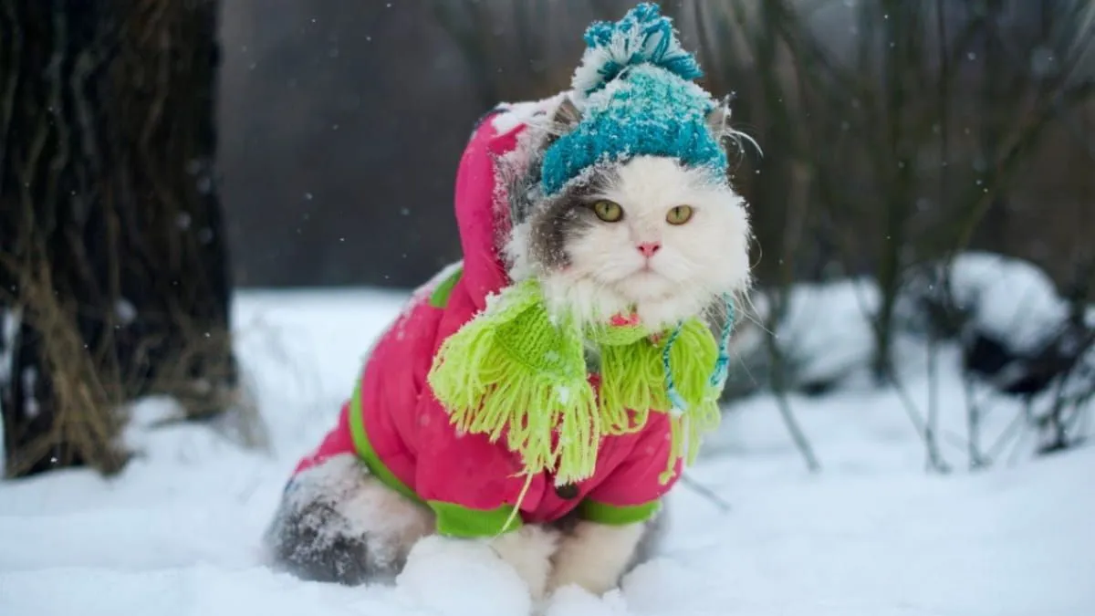 Яка погода завтра, 17 лютого: погоду в Україні формуватиме антициклон Фелікс, який принесе з собою похолодання