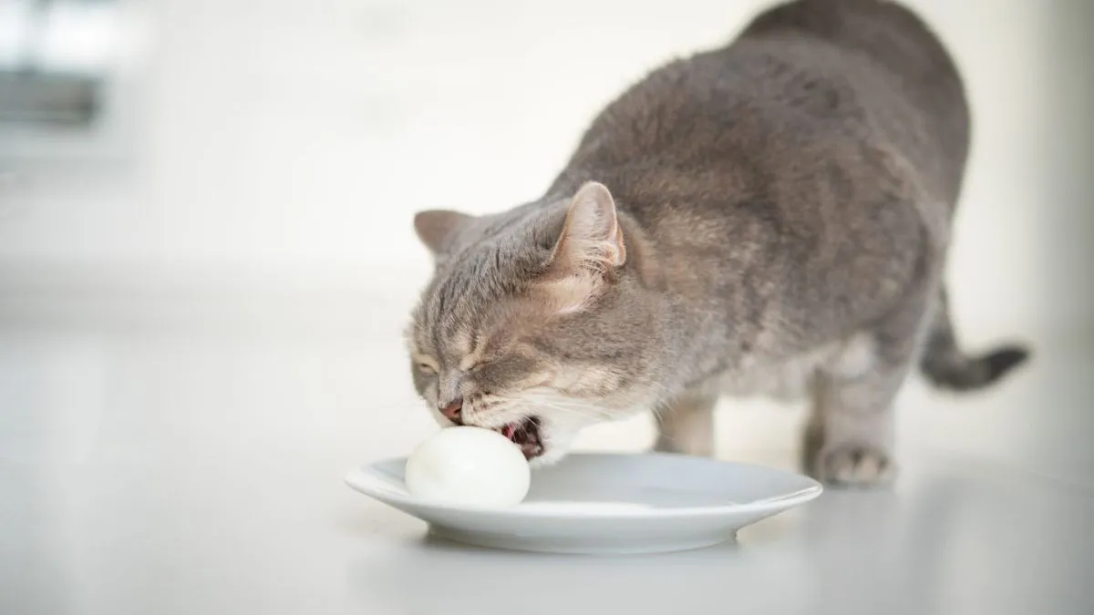 Для людини – базовий продукт, а як щодо котів: чи можна годувати пухнастиків яйцями – ветеринари пояснили