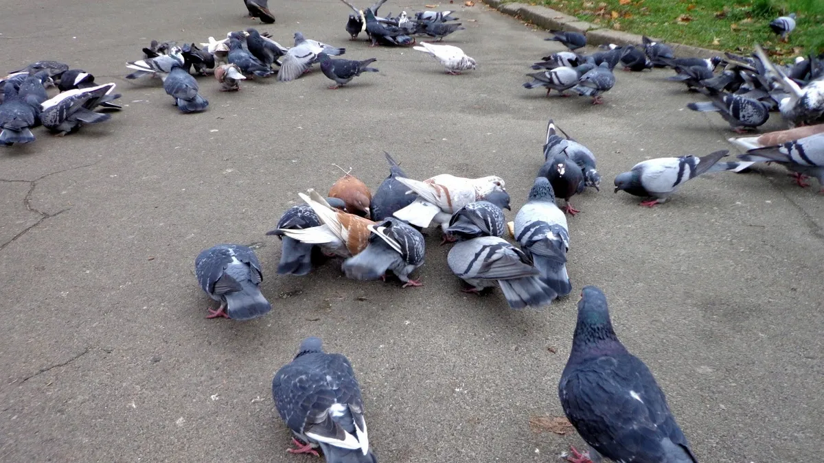 Голуби зіграли рокову роль: у Полтаві пенсіонерка замовила кілера для сусіда через птахів