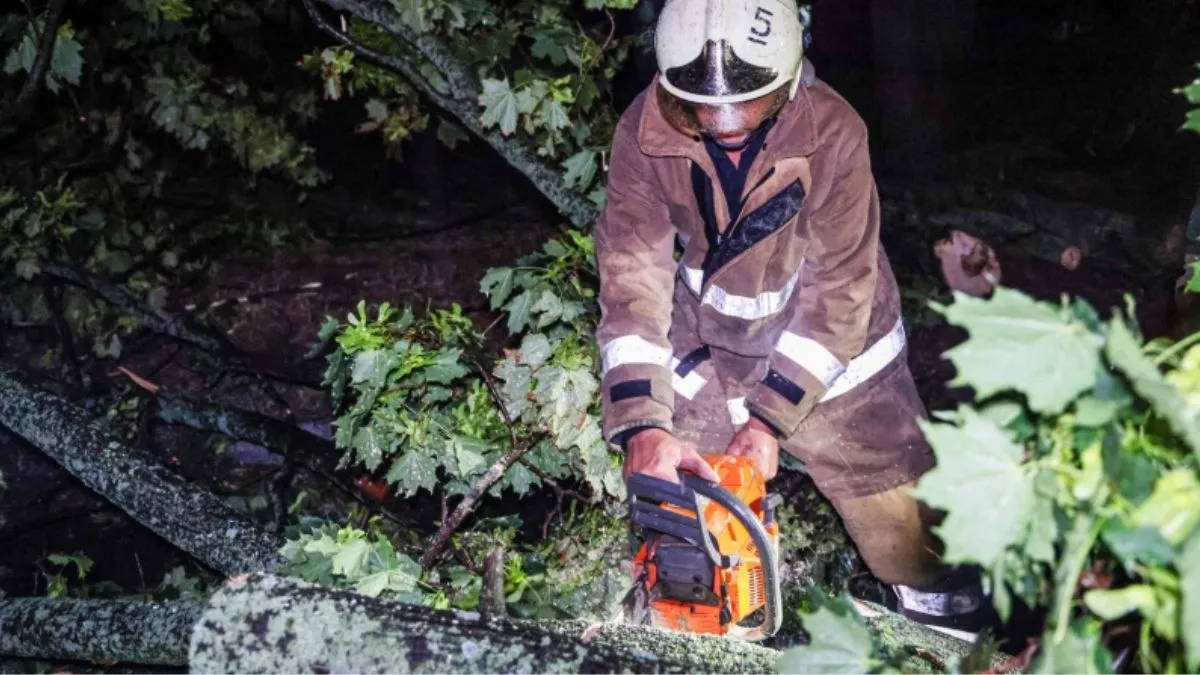 Жінку розчавив клен, поки її чоловік крав сосну: подробиці «помсти природи»