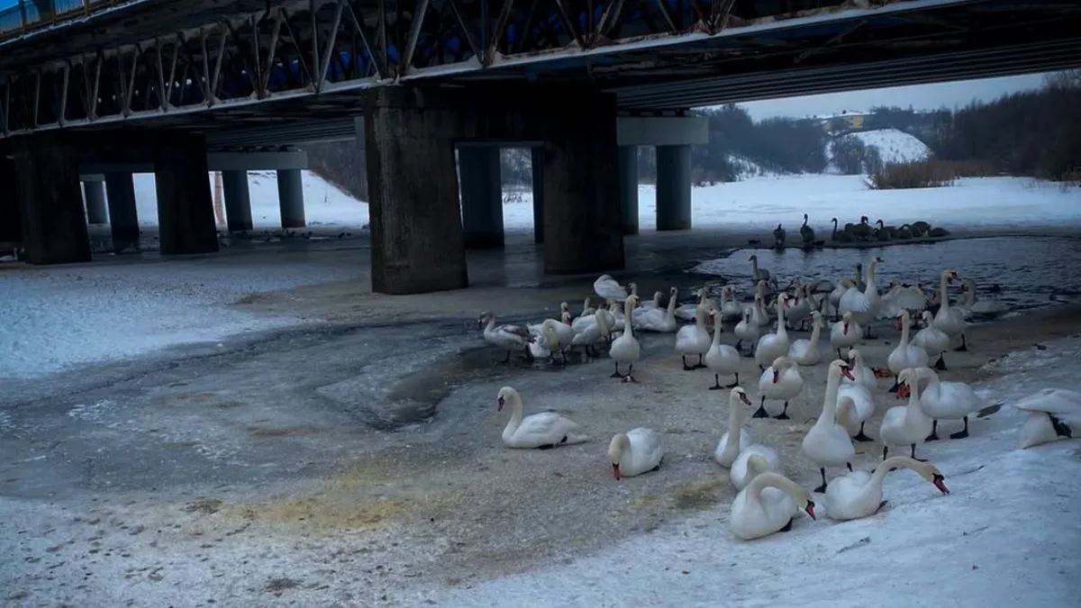 На Львівщині жінка з дитиною годували лебедів на річці та провалились під лід: чи вижили люди