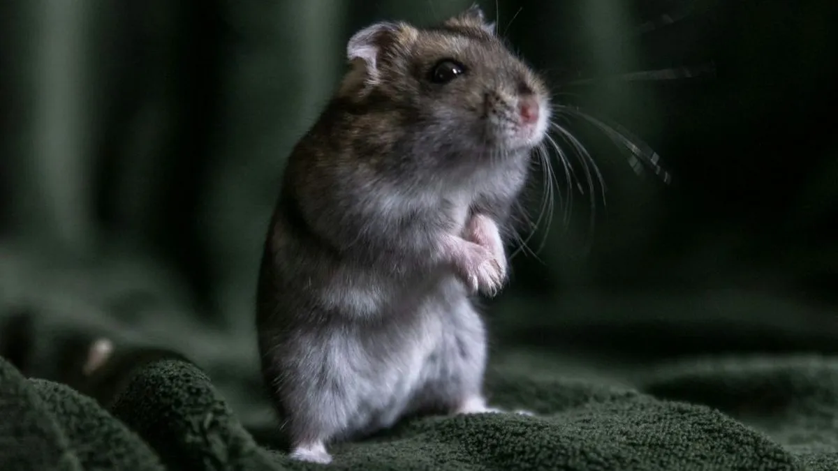 Миша побувала в космосі і народила дитинчат: внаслідок цього дослідники зробили важливе відкриття