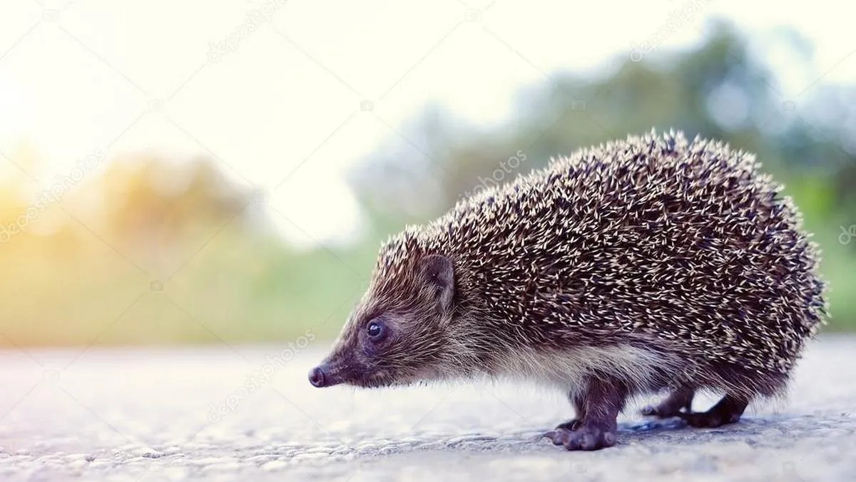 Їжаків може врятувати ультразвук: вчені розповіли, як можна зменшити кількість вбитих тварин на дорогах