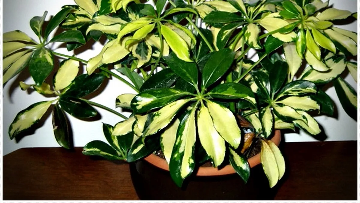Названо ідеальну кімнатну рослину для новачків: росте сама і прикрашає дім