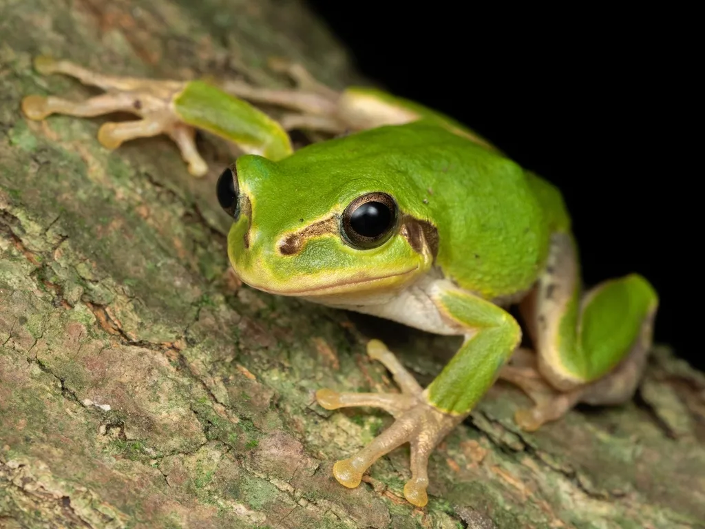 жаба, японія