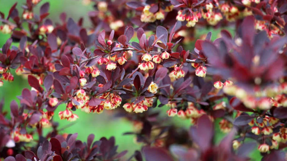 Оминайте десятою дорогою: садівники назвали кущ, який «кишить» кліщами