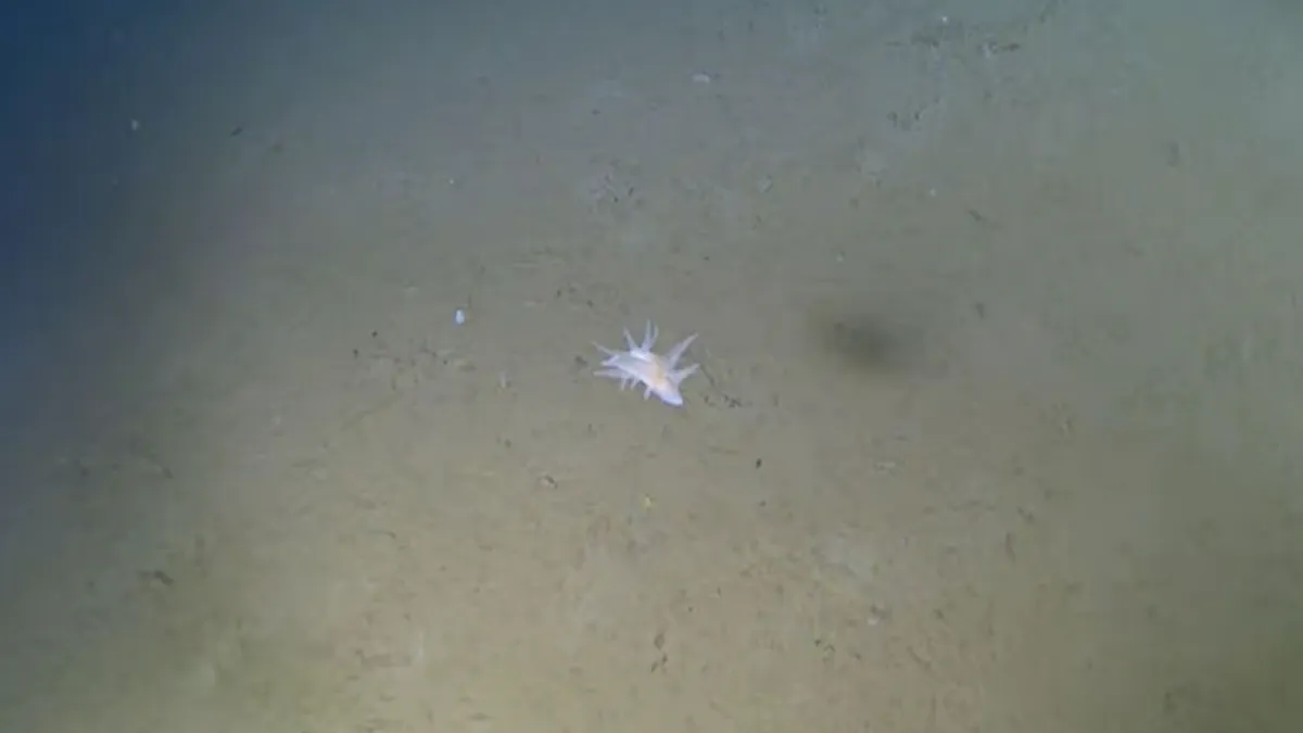 Морська істота, яку неможливо ідентифікувати: вчені шоковані знахідкою на глибині 9 тисяч метрів