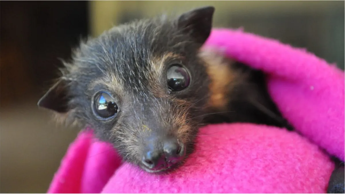 Майже тисячу кажанів знайшли на балконі мешканки Харкова: фото незвичайної знахідки