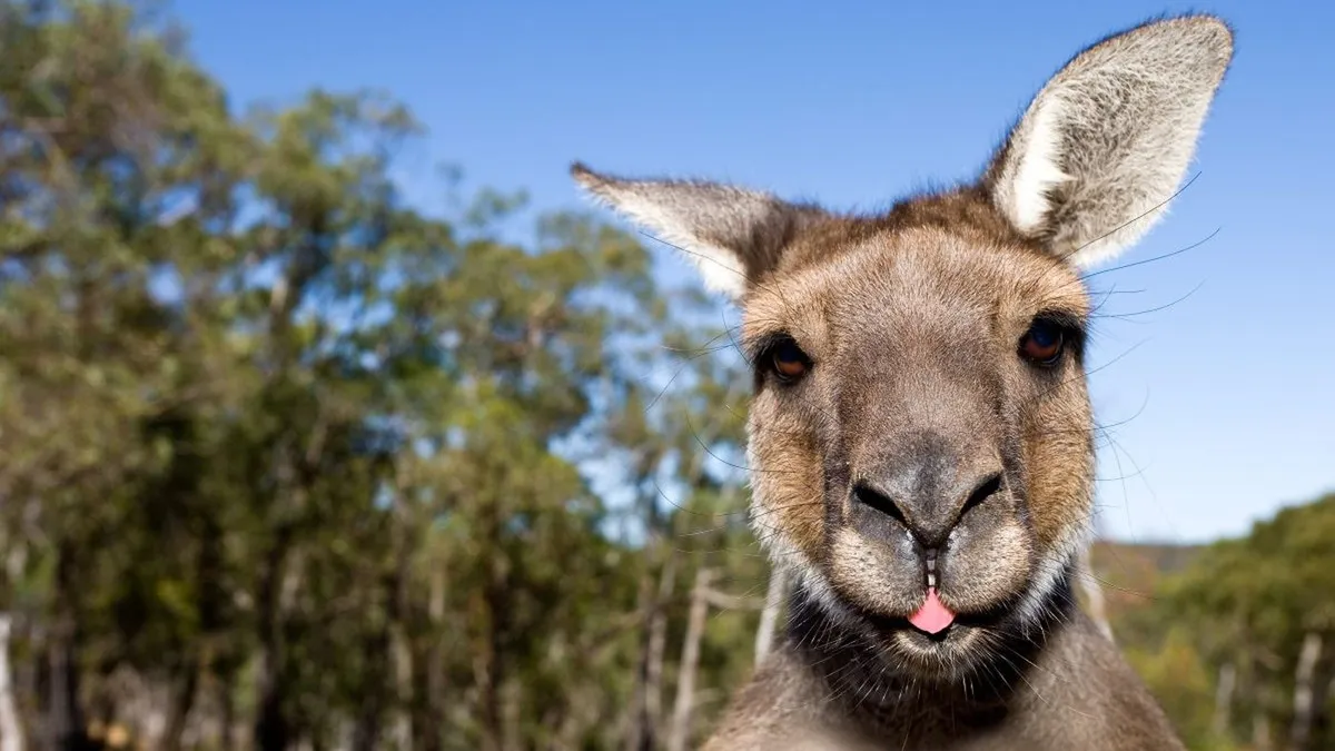 Тварина з Австралії влаштувала переполох у Чехії: що й де саме накоїв кенгуру та чи вдалося його спіймати