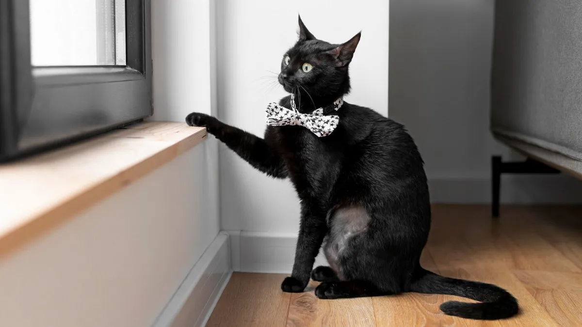 Українцям, які планують завести кота, варто задуматися: науковці прийшли до шокуючих висновків