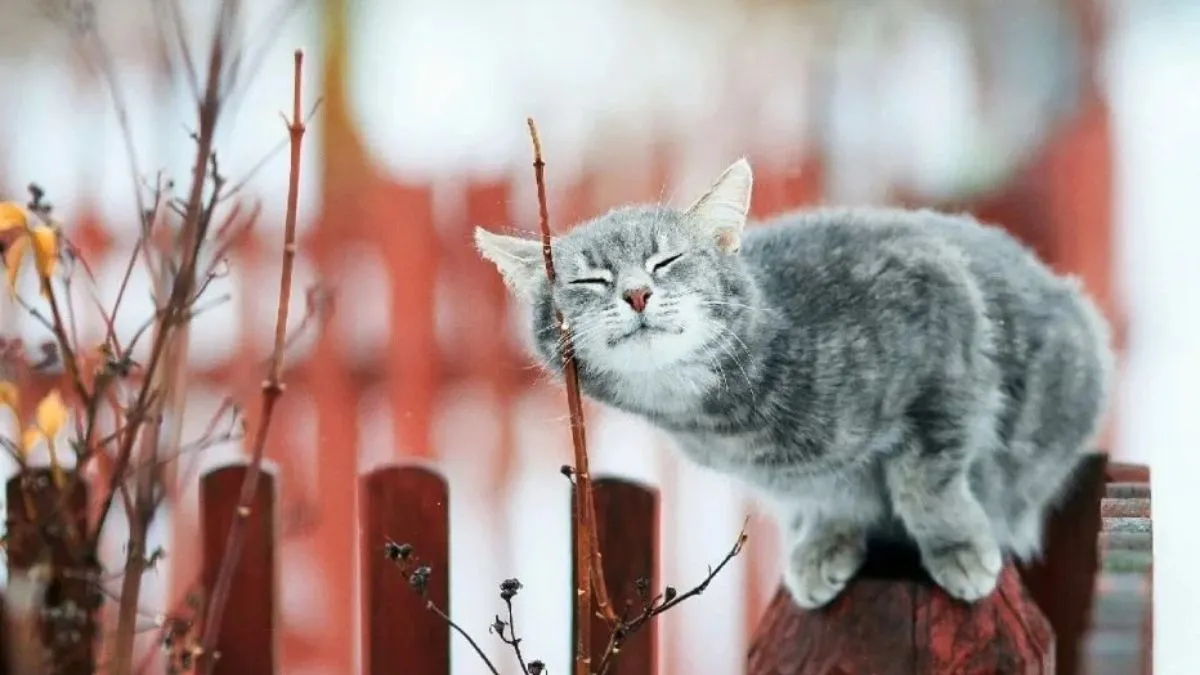 Яка погода завтра, 6 березня: в Україні буде переважно суха погода, але на Лівобережжі можливий сніг і дощ