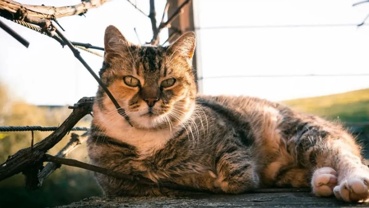 Яка погода завтра, 24 березня: майже у всіх областях України буде сухо й тепло, опади – лише на сході й у Криму