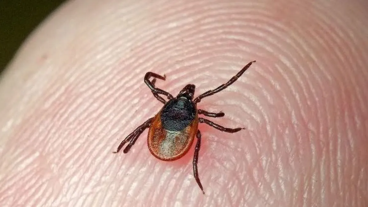 Невидима загроза під боком: де у вашій квартирі можуть ховатися кліщі та як запобігти їх появі