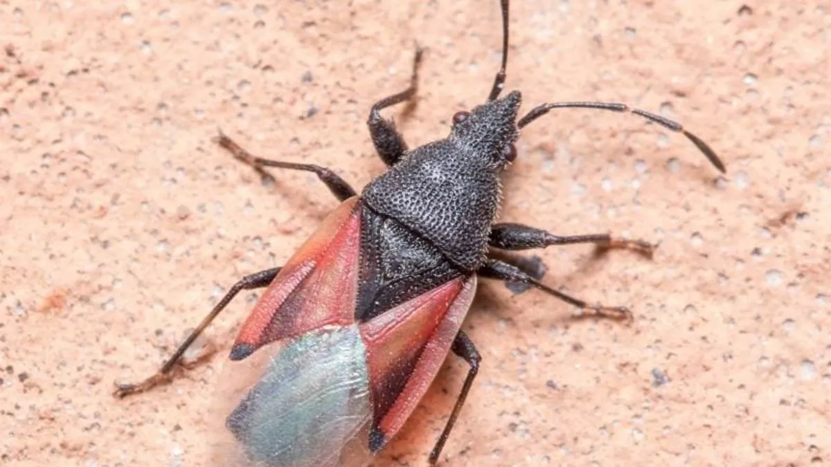 «Схоже на якийсь фільм жахів»: столицю України Київ заполонили клопи – жуків сотні тисяч