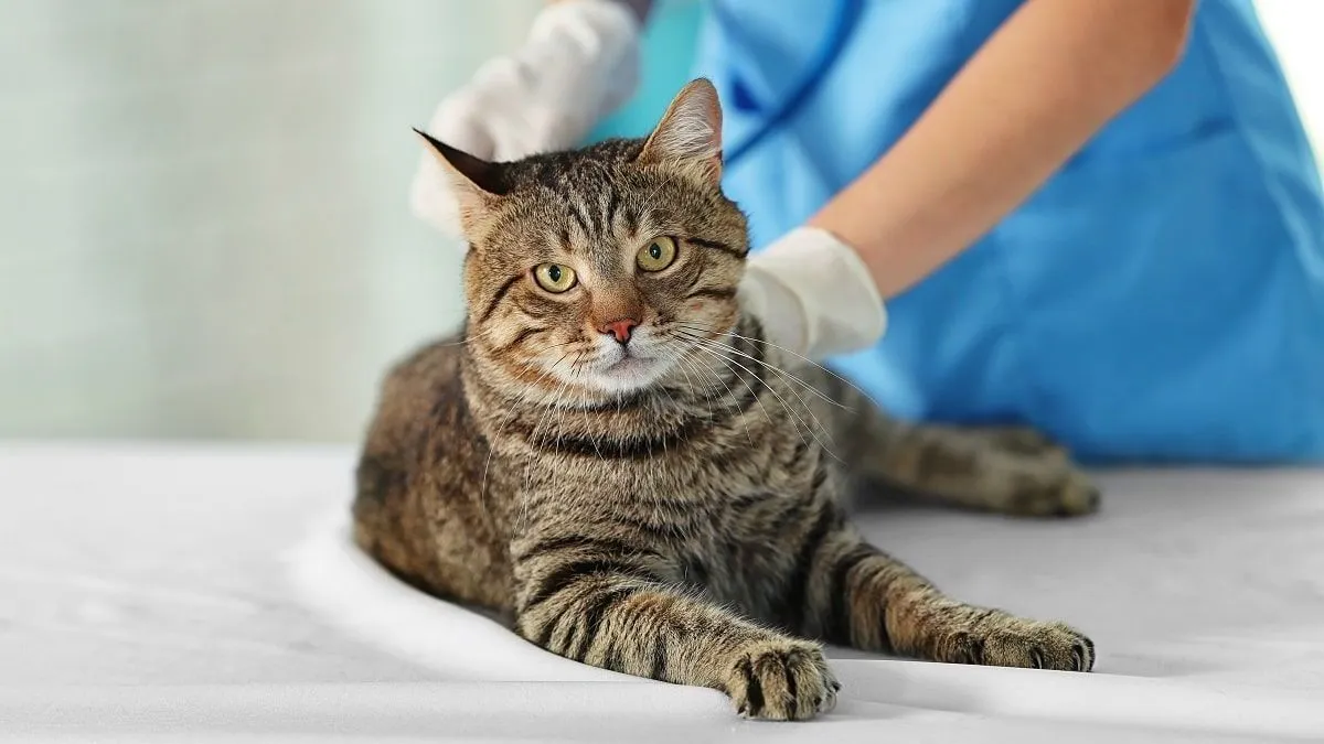 В Україні запрацював банк крові для котів: в якому місті відкрили незвичну установу