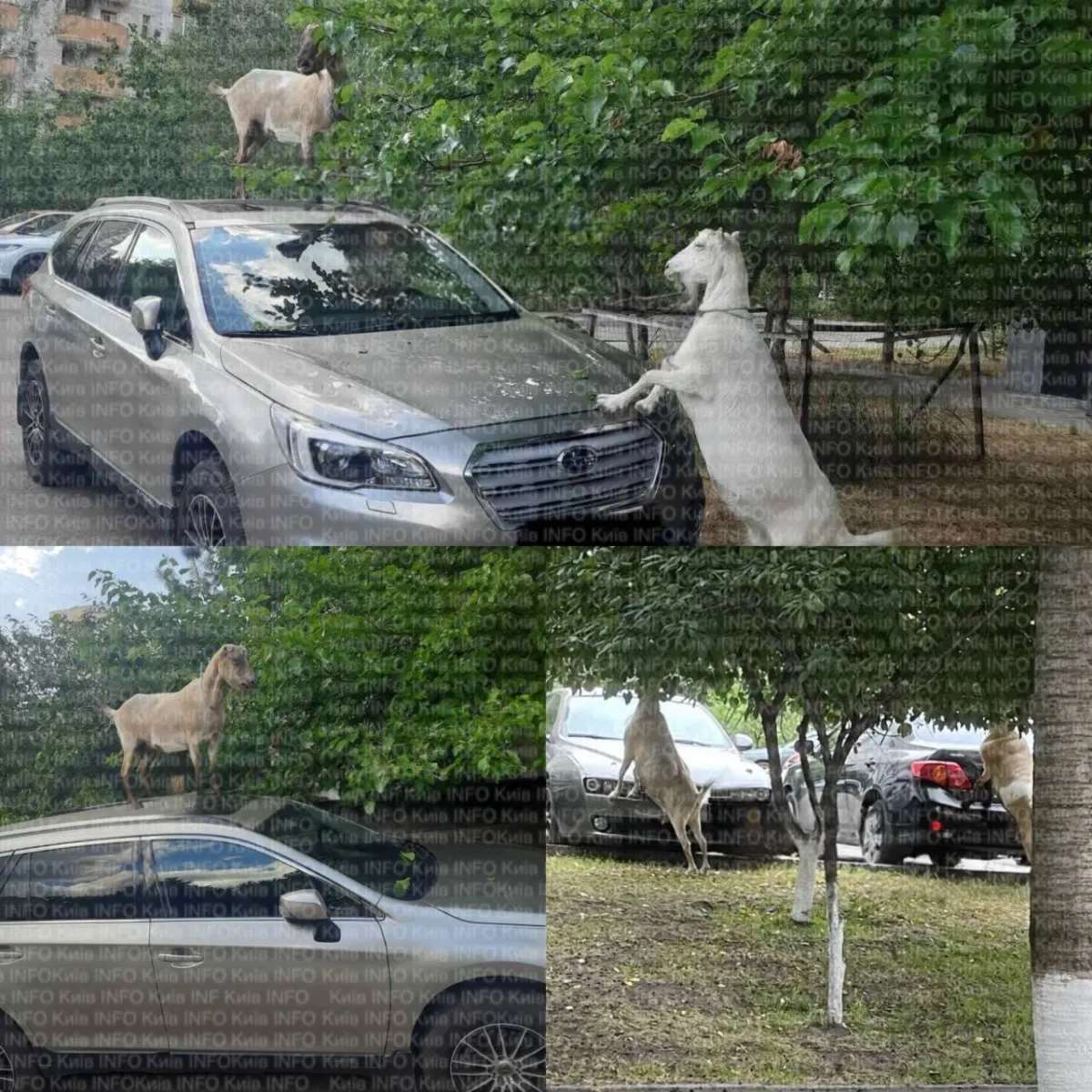 кози, Київ