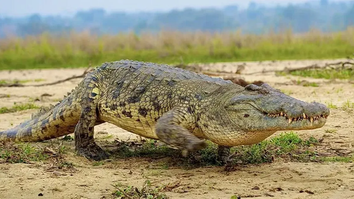 Яйця віком 152 мільйони років: вчені зробили неочікувану знахідку на заході Португалії