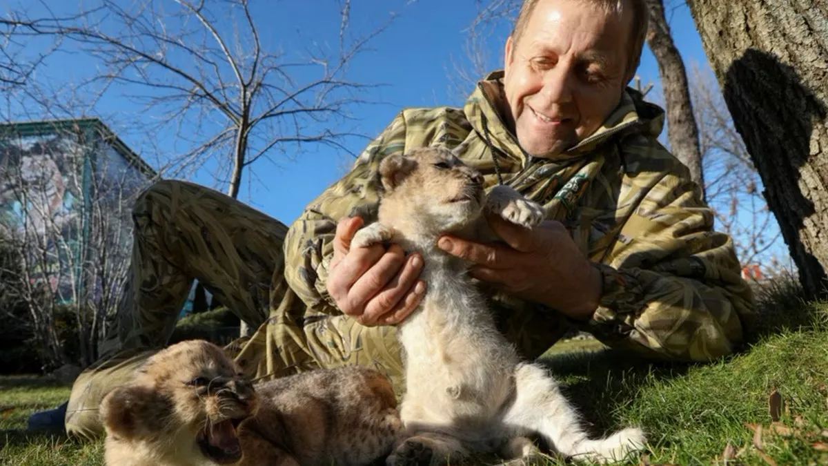 Леви розірвали власника зоопарку в окупованому Криму Олега Зубкова – відео: раніше він вкрав єнота у Херсоні