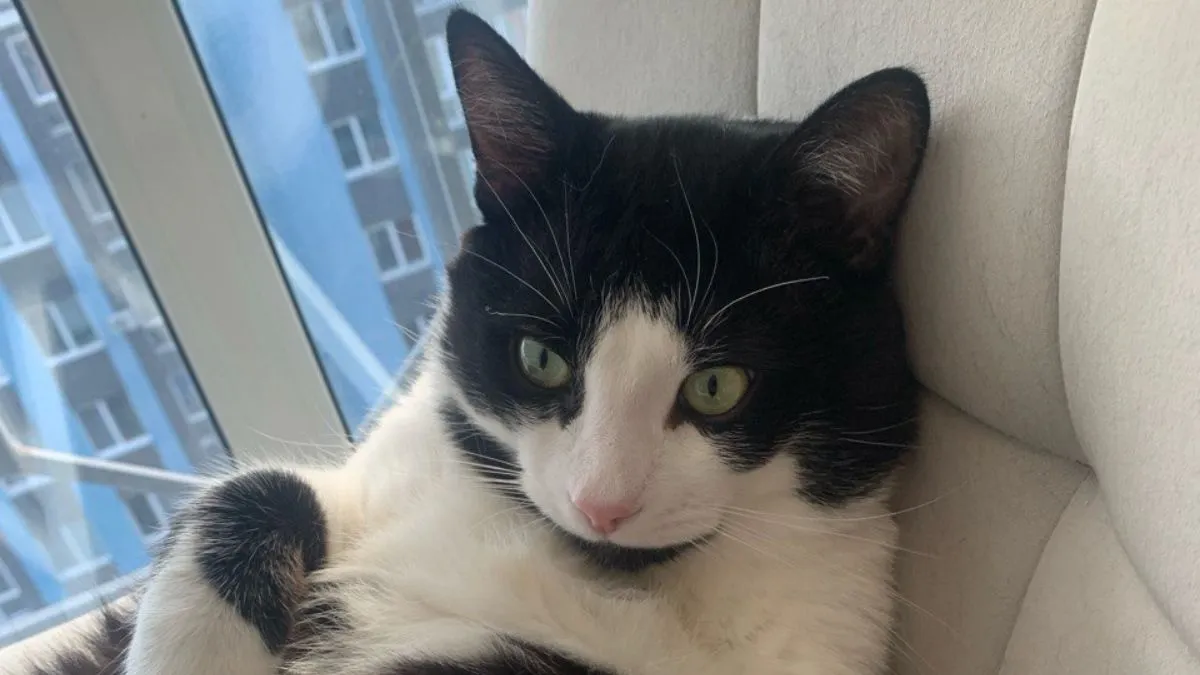 Науковці з Франції з'ясували, чому коти ігнорять господарів: йдеться не про гоноровий характер вусатих