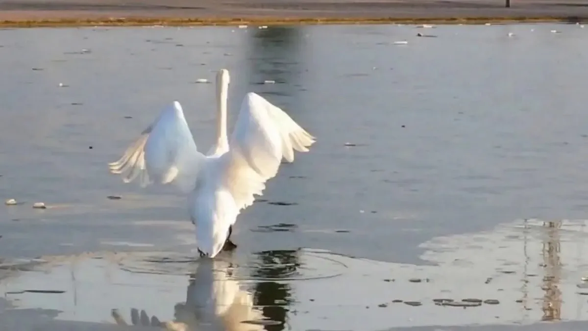 Лебідь-симулянт: на Полтавщині мешканці викликали ДСНС для порятунку птаха, що просто відпочивав – відео