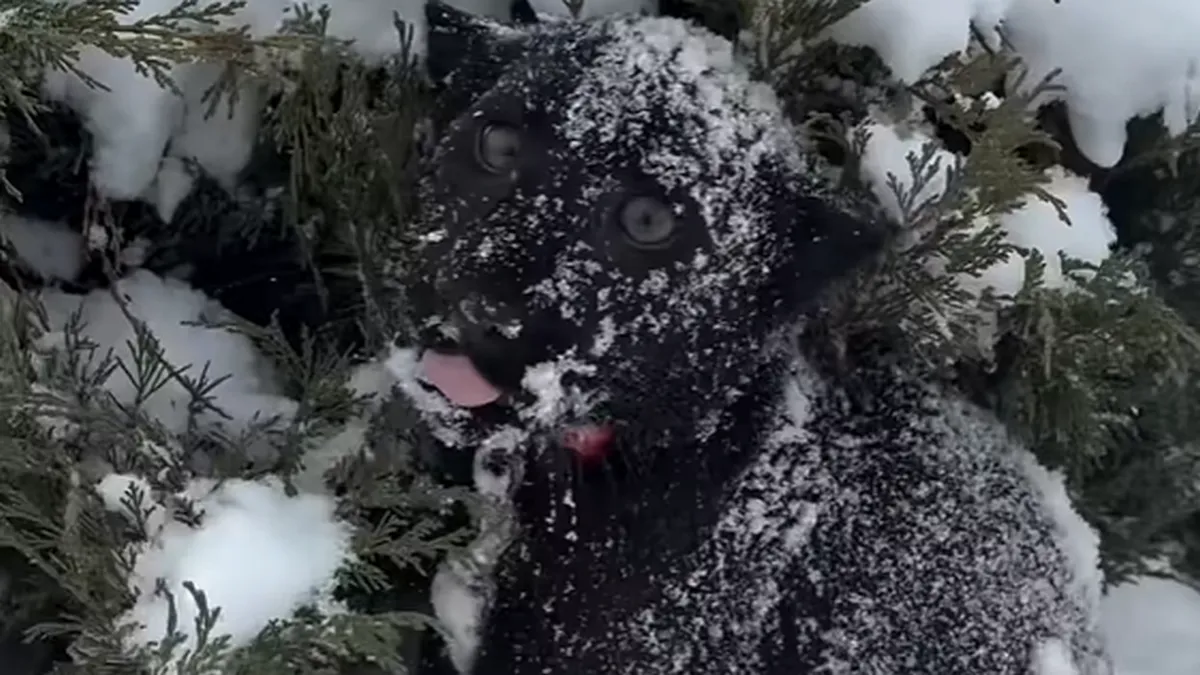 Народження тримали в таємниці: унікальне чорне дитинча леопарду з'явилося на світ в зоопарку під Києвом 