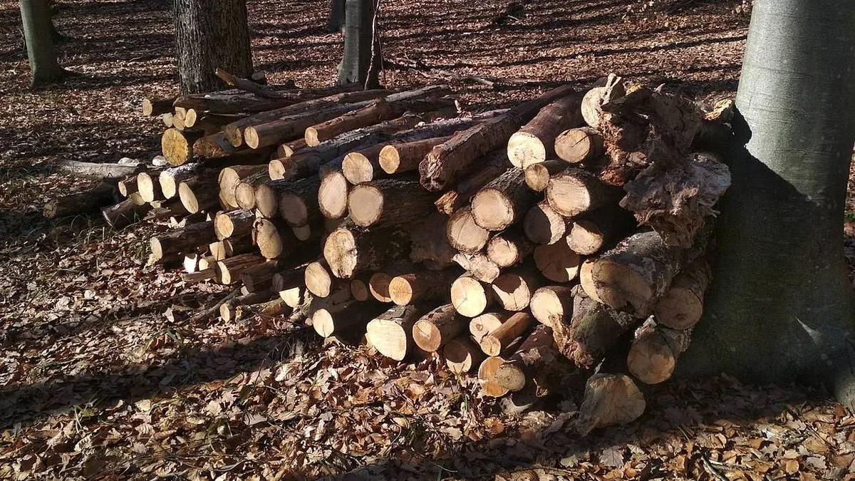 Кримінал чи бізнес-план: на Черкащині чоловік заплатить 850 грн за вирубку дерев на десятки тисяч