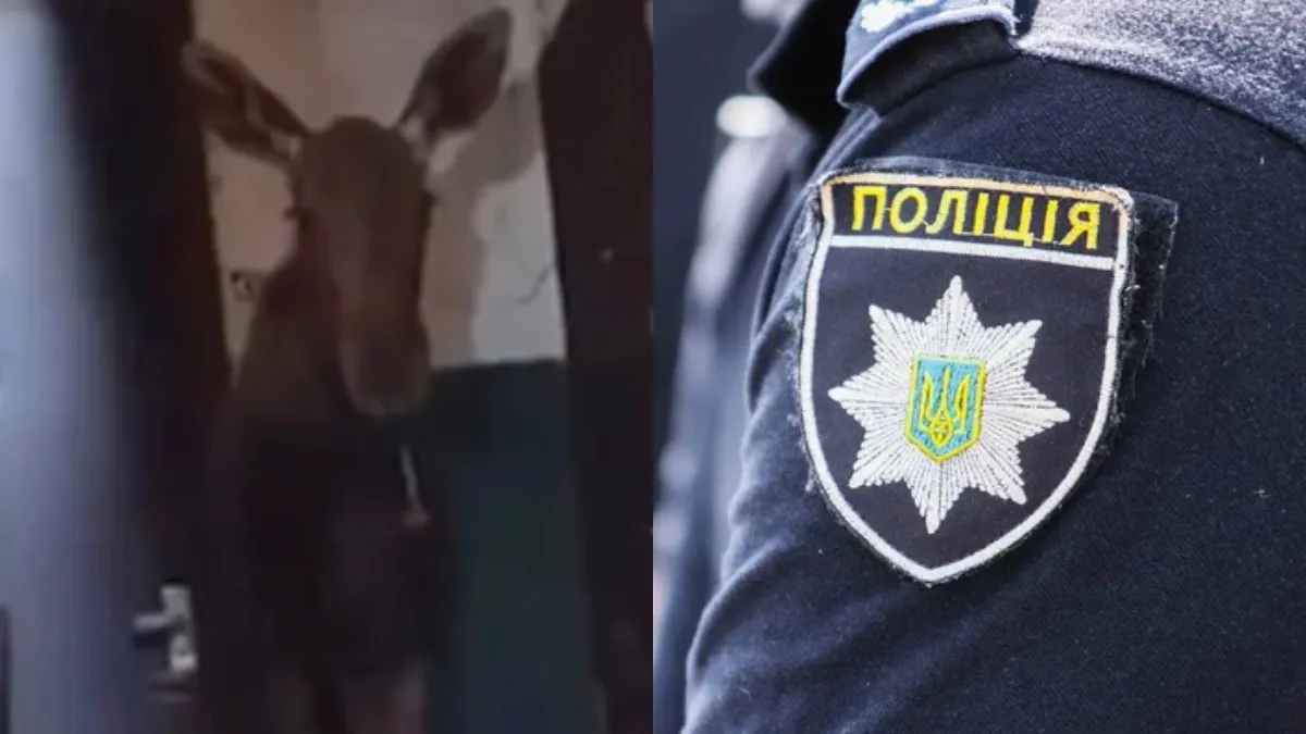 Такого гостя у Святошинському районі не чекали: у під’їзді багатоповерхівки знайшли справжнього лося