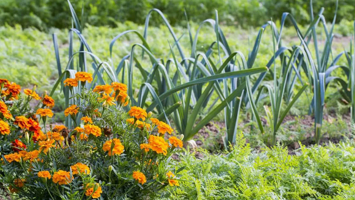 Квіти, які природно захищають город від шкідників: що треба посадити поруч із овочами