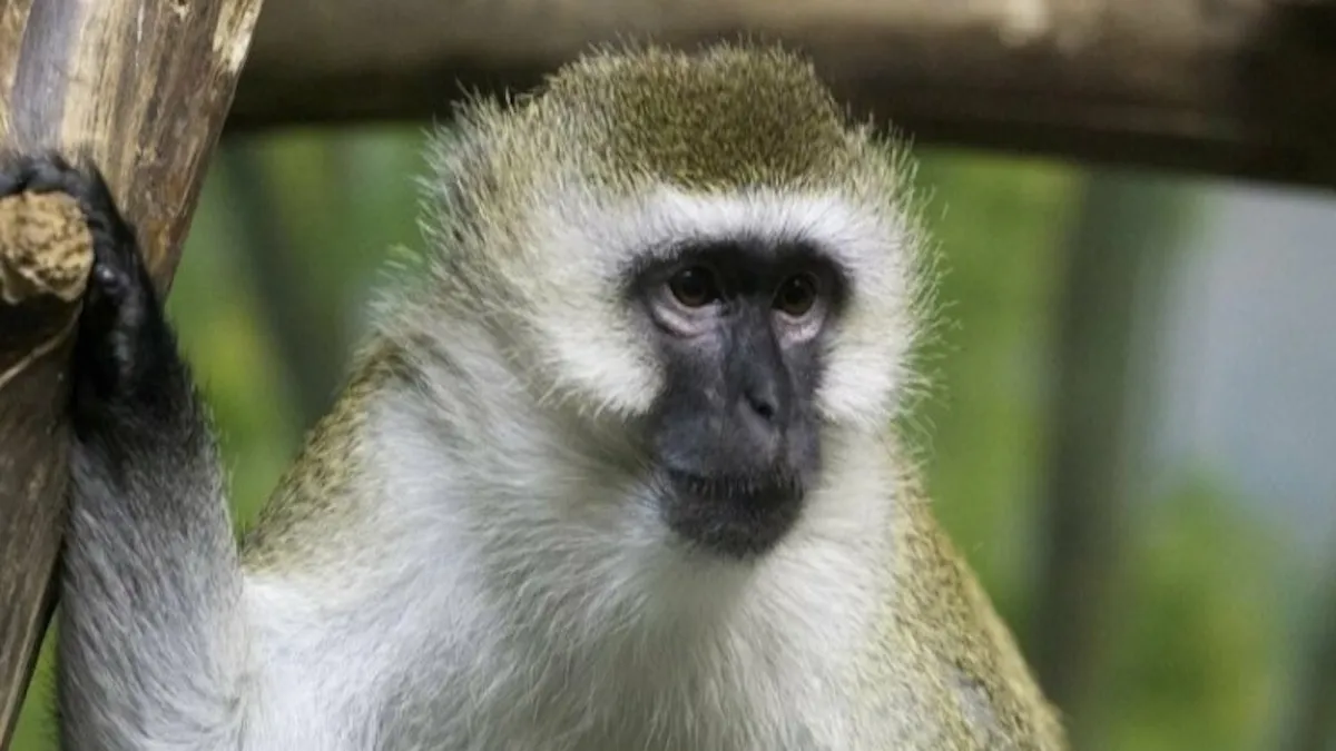 Мавпа «керувала» маршруткою в Індії: водія звільнили після вірусного відео