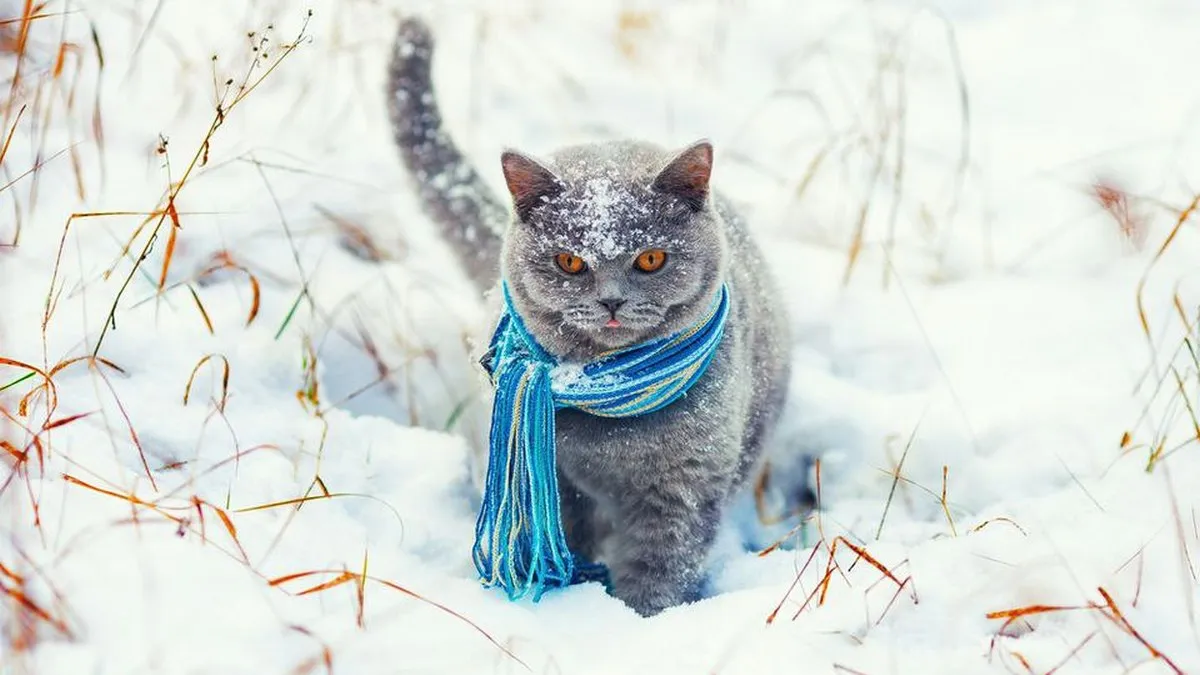 «Очікує нас дуже холодна погода»: Наталка Діденко попередила українців про лютневі морози