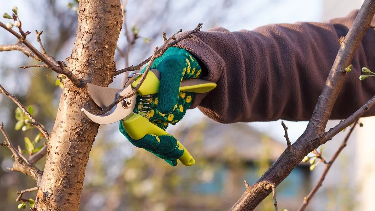 дерева, обрізка