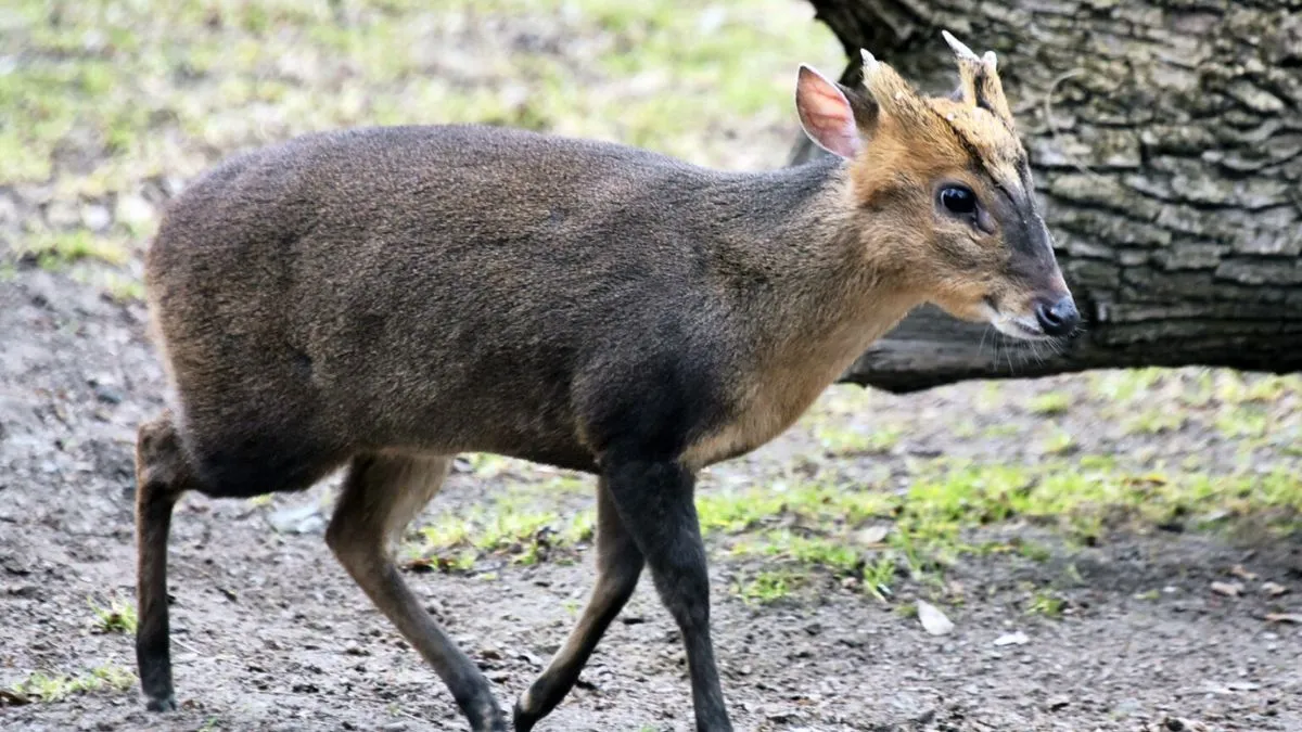 У Мо, але не з «Сімпсонів», народився синочок: у київському зоопарку поповнення в родині оленів