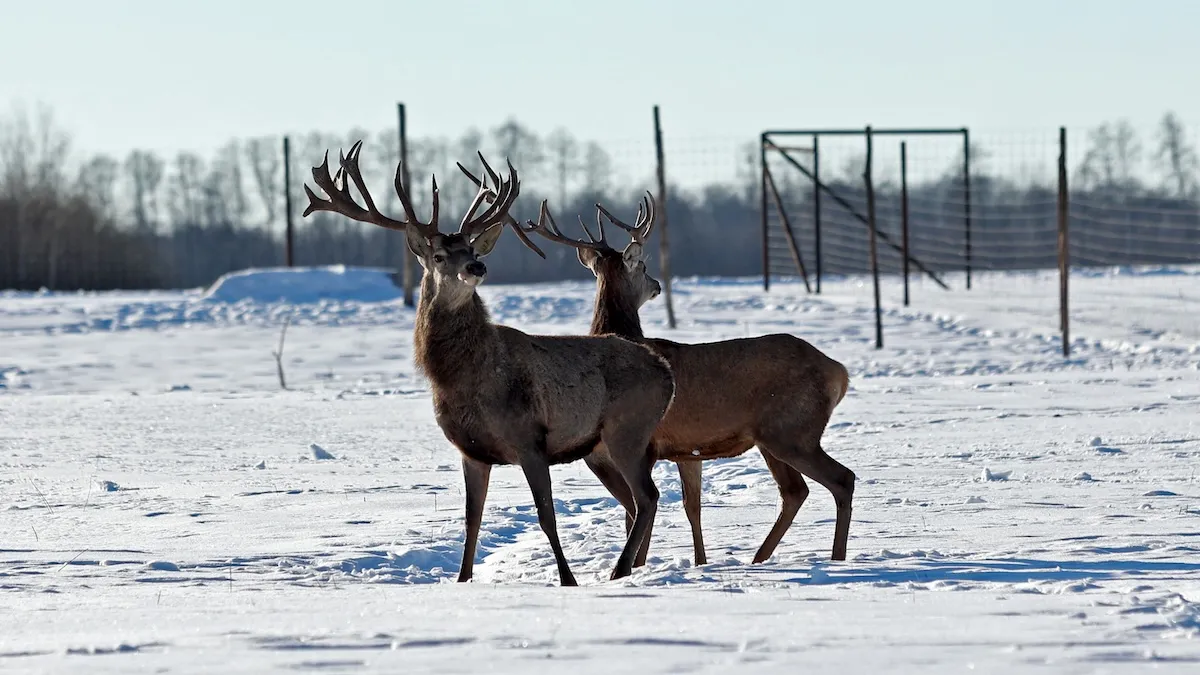 Оленій екопарк «На рогах»: як хобі і бажання відродити деокупований регіон стало справою життя